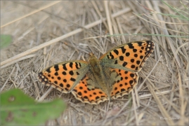 <p>PERLEŤOVEC MALÝ (Issoria lathonia)- jižní Morava ---- /Queen of Spain fritillary - Kleiner Perlmuttfalter/</p>